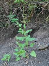Scrophularia californica Plant